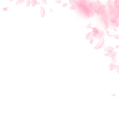 Sakura petals falling down. Romantic pink flowers corner. Flying petals on white square background.