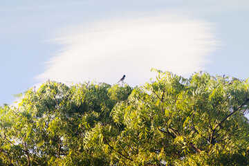 Red-vented Bulbul (Pycnonotus cafer)