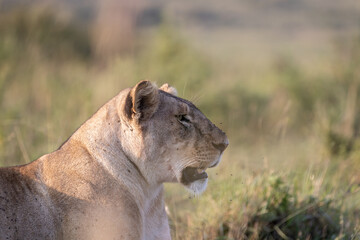 Profile portrait of a resting lioness sitting in the African savannah