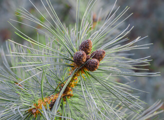 A green needle-like branch with small cones of a coniferous tree close-up.