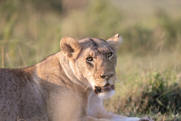Look of a lioness that is camouflaged among the grass, while resting sitting in the African savannah