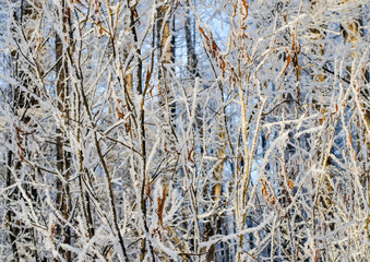 Texture of tree branches covered with ice close-up.