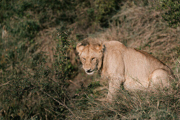 Certainly distrustful look from a young lion who is seen being observed while interacting with the rest of his pride