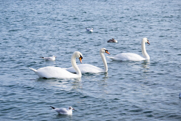  Three swans float on the sea, next to the seagulls.