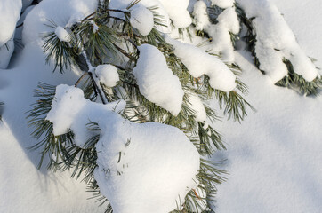 Branches of cedar elfin under a layer of white snow.