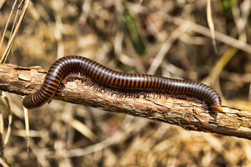 Millipede Spirostreptida, Parilis from the coastal rainforest of Thailand. February