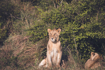 Two young lions in the bushes, one is on his back and the other is watching intently