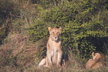 Watchful eye of a young lion watching as they interact in the bushes with other young lions in their pride