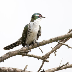 Kruger National Park: Diderick cuckoo