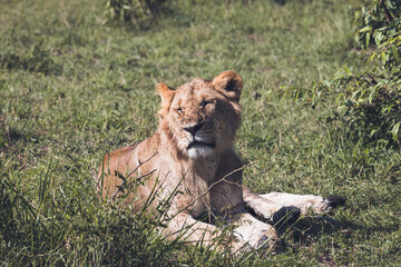 Fototapeta na wymiar Young lion sitting on the grass with his face full of flies and his eyes half closed