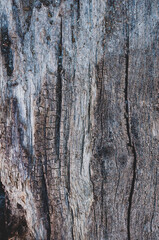 Old wood plywood sheet, uneven textured surface, building material with hardwoods Vintage background