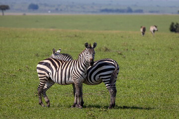 Fototapeta na wymiar Two zebras standing in opposite directions, resting in the green grass of the Kenyan savannah