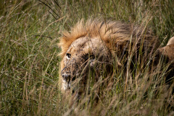 Hidden look of the lion with the face with flies, sitting behind the grass in the savannah