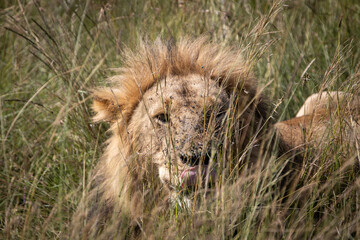 Look of the lion that is behind the grass that partially covers his body, covered with flies and with his tongue passing around his mouth