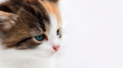 Portrait of a sad colored kitten close-up with a place for text. Adorable domestic kitty pets concept. The kitten looks away