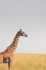 Half body of a giraffe with the yellow savannah background