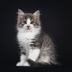Adorable blue tabby mackerel Siberian Forestcat  cat kitten, sitting up side ways. Looking straight at lens. Isolated on black background.