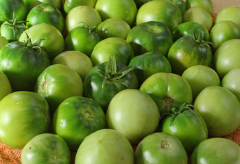 large pile of fresh green tomatoes