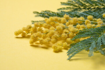 A mimosa flower on a yellow background is a soft focus.