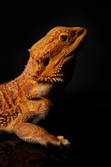 Macro photography of the head of an orange-colored bearded Dragon (Agama) of a female lizard. Isolated on a black background, hard light, vertical image.