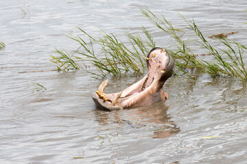 Kruger National Park:  hippopotamus yawning