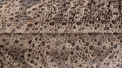 Close up image scaly skin structure of a lizard macro photo (back of a bearded dragon (agama). Leather goods.