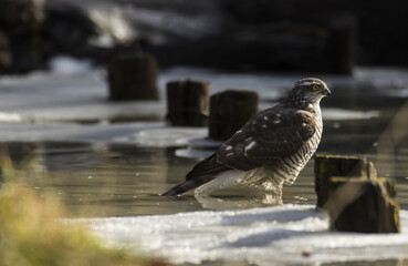 Sperber ( Accipiter nisus) Weibchen steht im Wasser 