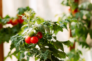 Cherry tomatoes on a branch. Red and green, in bloom. Growing tomatoes in a greenhouse, at home on a balcony, on a quiet, loggia.