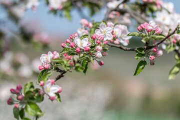 a branch of an apple tree with apple blossoms