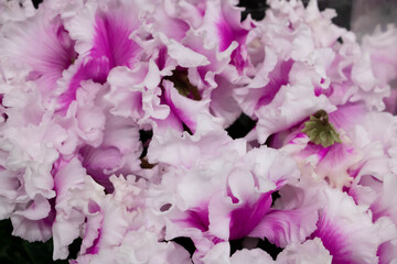 Cyclamen persicum.Flowering plants Bloom pink and white flowers.