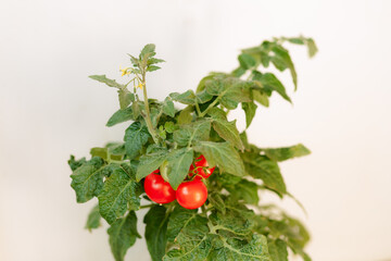 Cherry tomatoes on a branch. Red and green, in bloom. Growing tomatoes in a greenhouse, at home on a balcony, on a quiet, loggia.