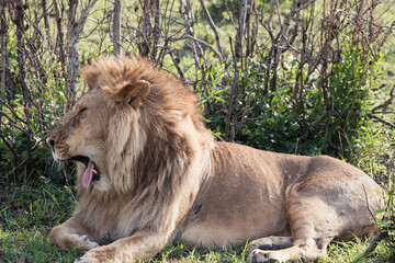 A lion with a long mane yawns with his tongue out while resting in the savannah