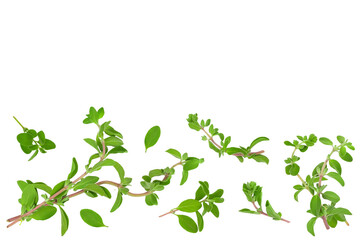 Oregano or marjoram leaves fresh and dry isolated on white background. Top view with copy space for...