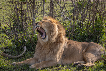 Fototapeta na wymiar Leon showing his fangs while resting next to a lioness in the Maasai Mara