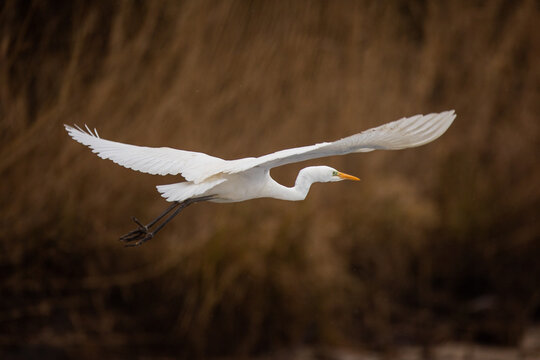 The great egret (Ardea alba), also known as the common egret flying over a pond