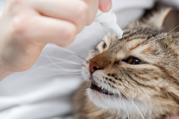 The process of instilling eye drops into the cat's eyes, pet hygiene, cat care