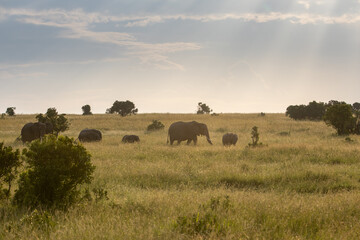 Fototapeta na wymiar Sunbeams at sunset over the savannah as a herd of elephants look for where to spend the night