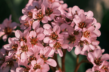 Heart-leaved bergenia pink flowers close up