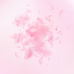 Sakura petals falling down. Romantic pink flowers explosion. Flying petals on pink square background