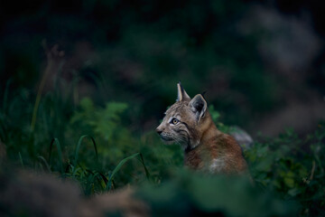 Iberian lynx peeking in the undergrowth