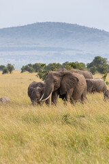 Naklejka na ściany i meble A mother elephants accompanies her calves as they eat grass in the Maasai Mara