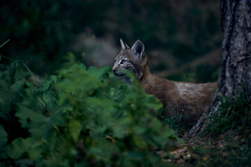 Obraz premium Iberian lynx peeking in the undergrowth