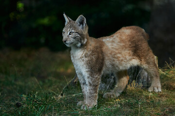 Beautiful Iberian lynx