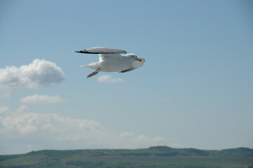 Fototapeta na wymiar seagull flying near the boat to england
