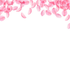 Sakura petals falling down. Romantic pink silky big flowers. Thick flying cherry petals. Square top