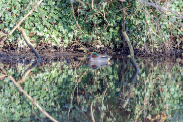 One of the smallest river ducks teal-whistle ( Anas crecca ) swims in a narrow reservoir. Den Haag....