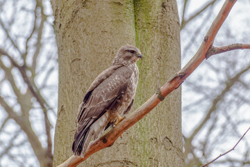 Photo of a bird of prey hawk closeup