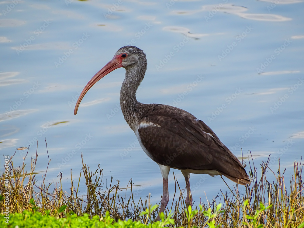 Poster grey ibis by pond