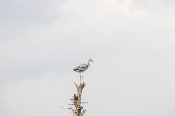 Gray heron standing on the top of a dry tree in Lake Naivasha