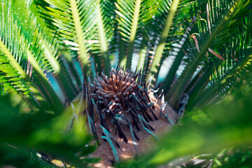 Naklejka na ściany i meble Palm tree crown top view, palm flowering in spring